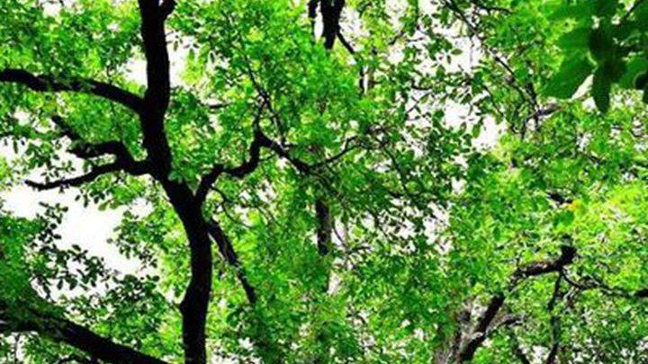 核桃气孔调节技术研究，高接换种创新突破，泰安示范点丰产实践