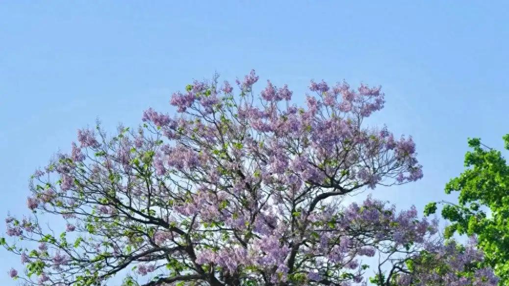 北京泡桐绽放，网友：这树的美丽真是让人惊艳！