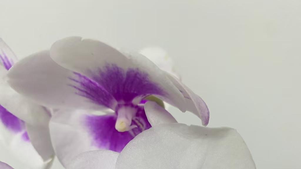 蝴蝶兰：藏在花瓣里的温柔与诗意