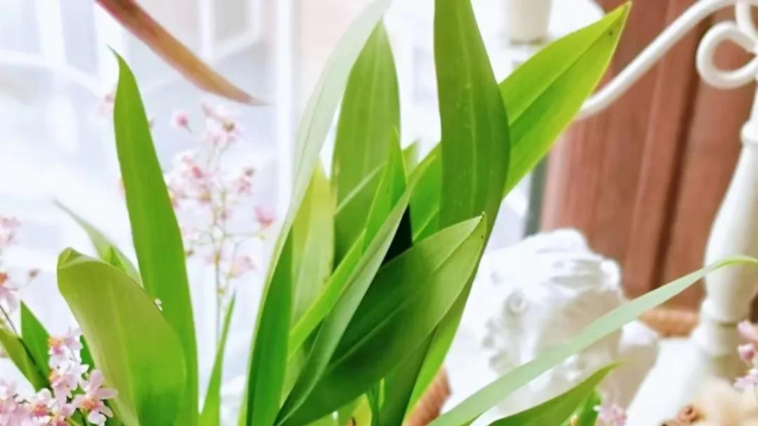 春天给花草换盆，牢记4个“不要”，否则换一盆死一盆