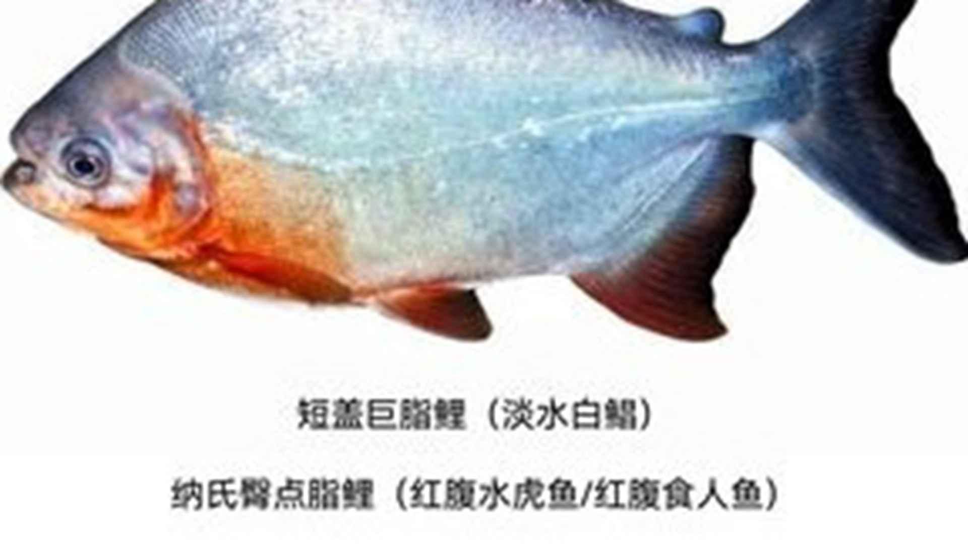 白鲳鱼苗抗流法，逆水训练装置，加工肉质提升，核心在运动