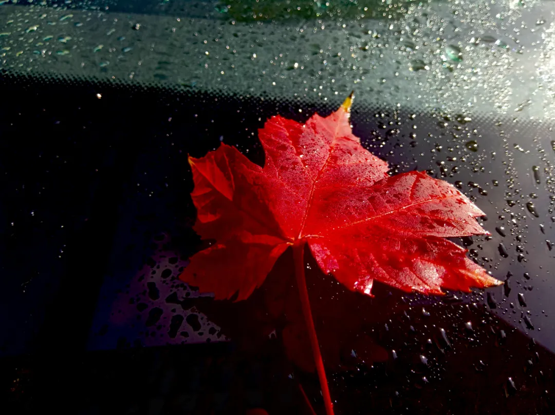 随笔：雨绪，絮语