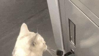 猫砂盆哪些牌子比较好？认准这几款绝对不后悔！