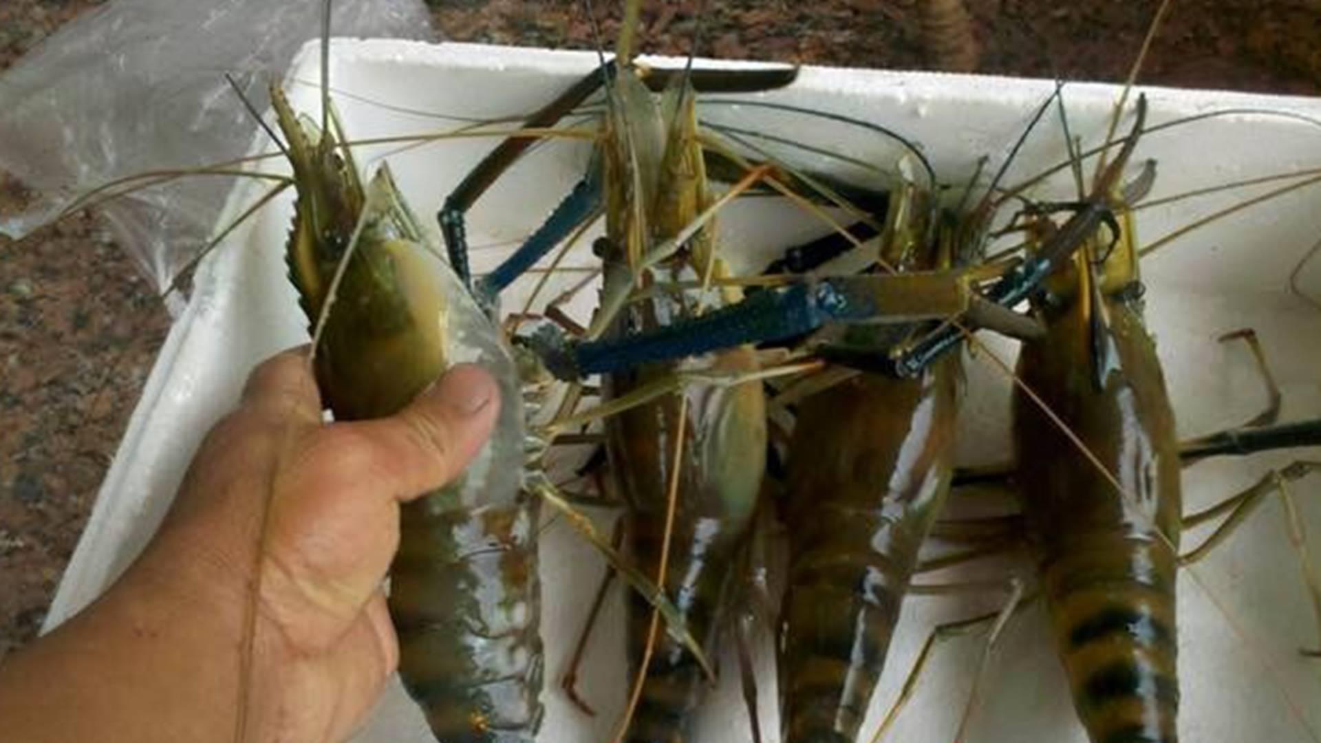 青虾多级过滤系统，水质实时监测，北部湾，新农人设备清单