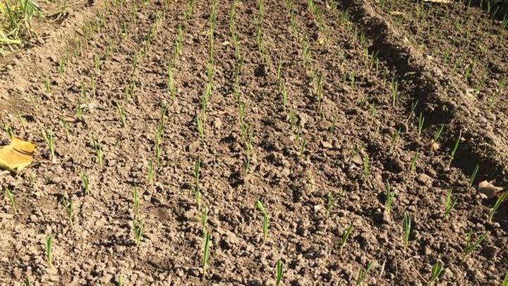 冲积土分层施肥技术，江西鄱阳湖滩大蒜种植，涌泉灌溉与机械拔蒜方法