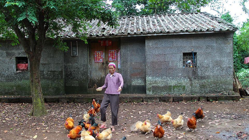 养鸡入门指南：鸡苗选择、饲料管理、疾病防控全方位解析