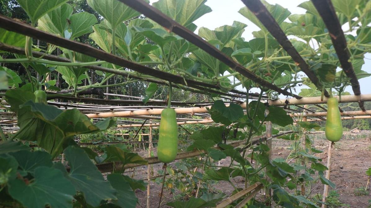 想让你的蔬菜安全过冬？试试这四种防冻方法