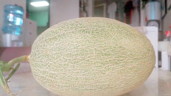 白云石粉调节土壤镁钙，攀枝花哈密瓜种植优化，地下渗灌技术抑制盐碱