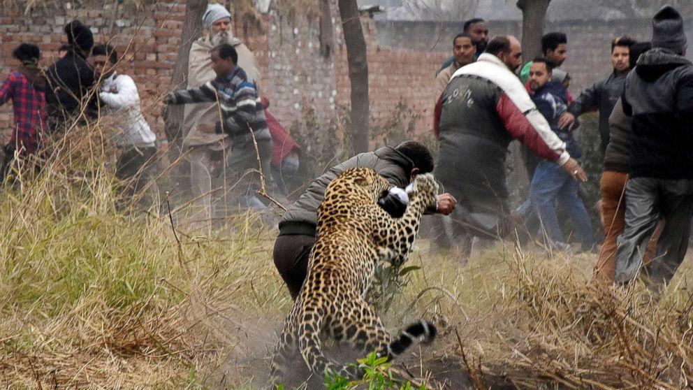 山西沁源发现华北豹，蹲路边与人淡定对视30多秒，吓懵过路村民