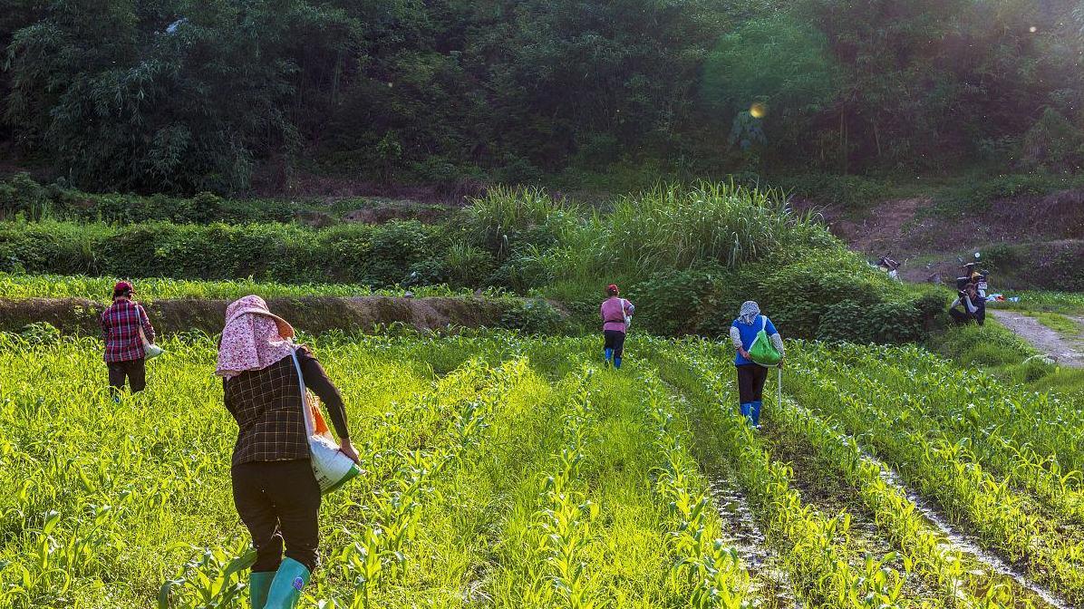 揭秘：夏玉米高密度种植如何大幅提高产量