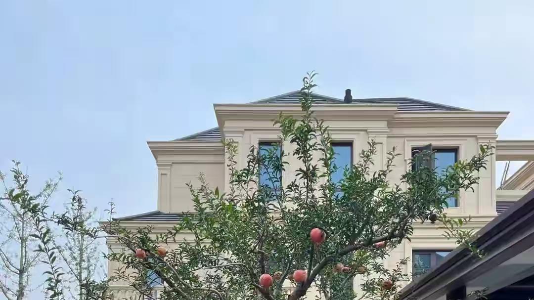 老话说“家中富不富，就看门前树”！门口有这4种树“有贵有福”