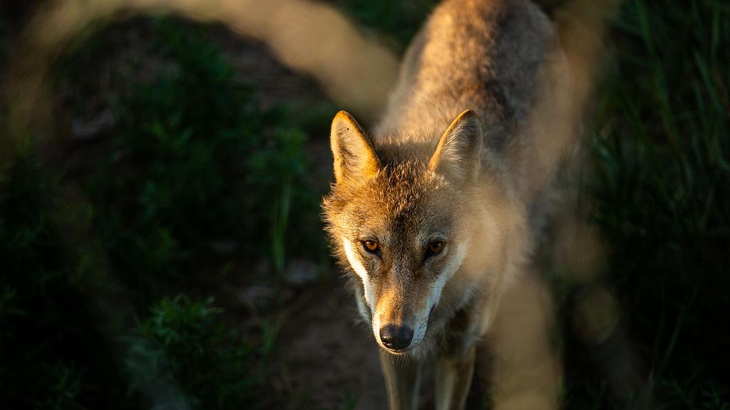 狼的领地标记：化学通讯的复杂系统