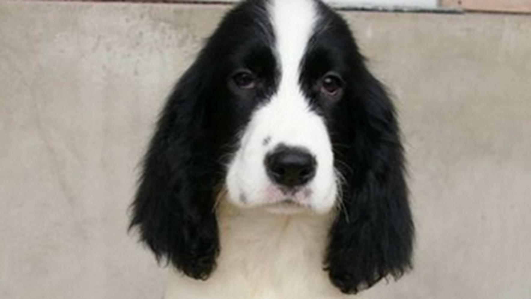 史宾格游泳训练，泳池消毒标准，耳道防水处理，水上救援课程