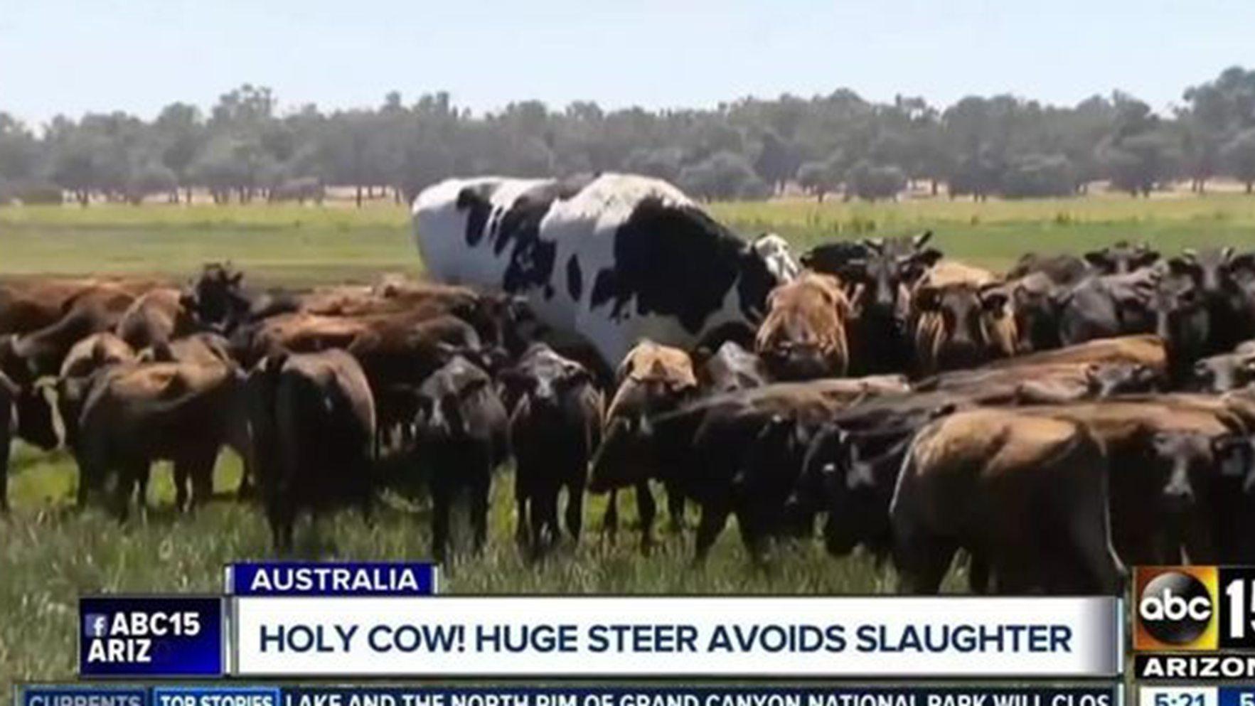 荷斯坦奶牛舒适度，东北寒区方案，卧床垫料更换，通风系统别轻视