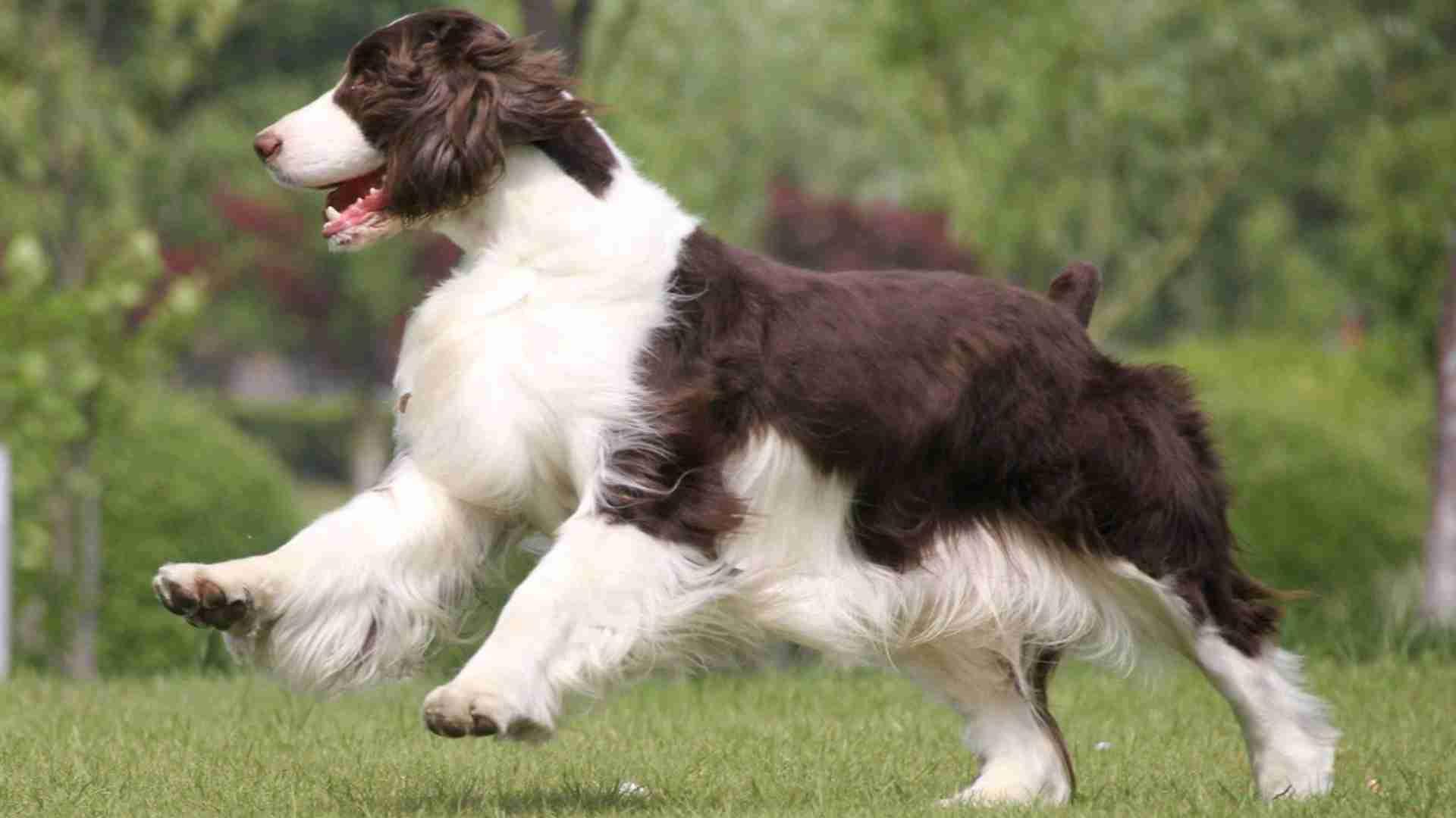 史宾格驱虫周期，多犬家庭防控，环境消毒频率，老饲养员秘诀