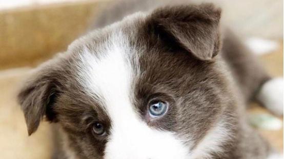 边牧一天吃多少狗粮？十大幼犬狗粮排名，你家狗狗吃对了吗！