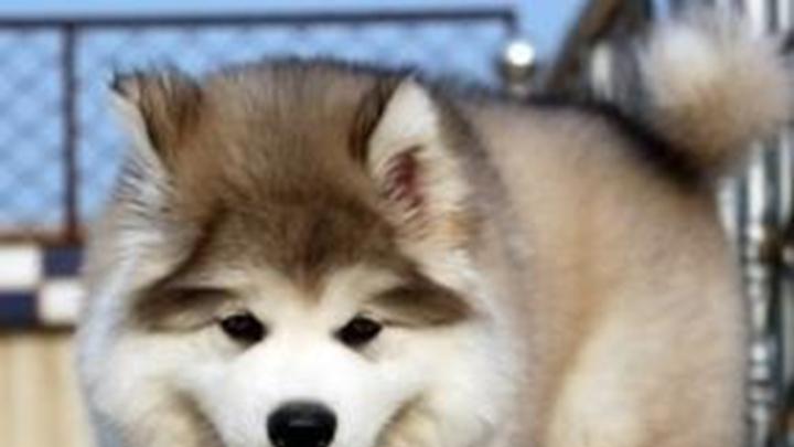 阿拉斯加洗澡频率，冰层行走原理剖析，老年犬陪伴时光，初春换毛应对策略