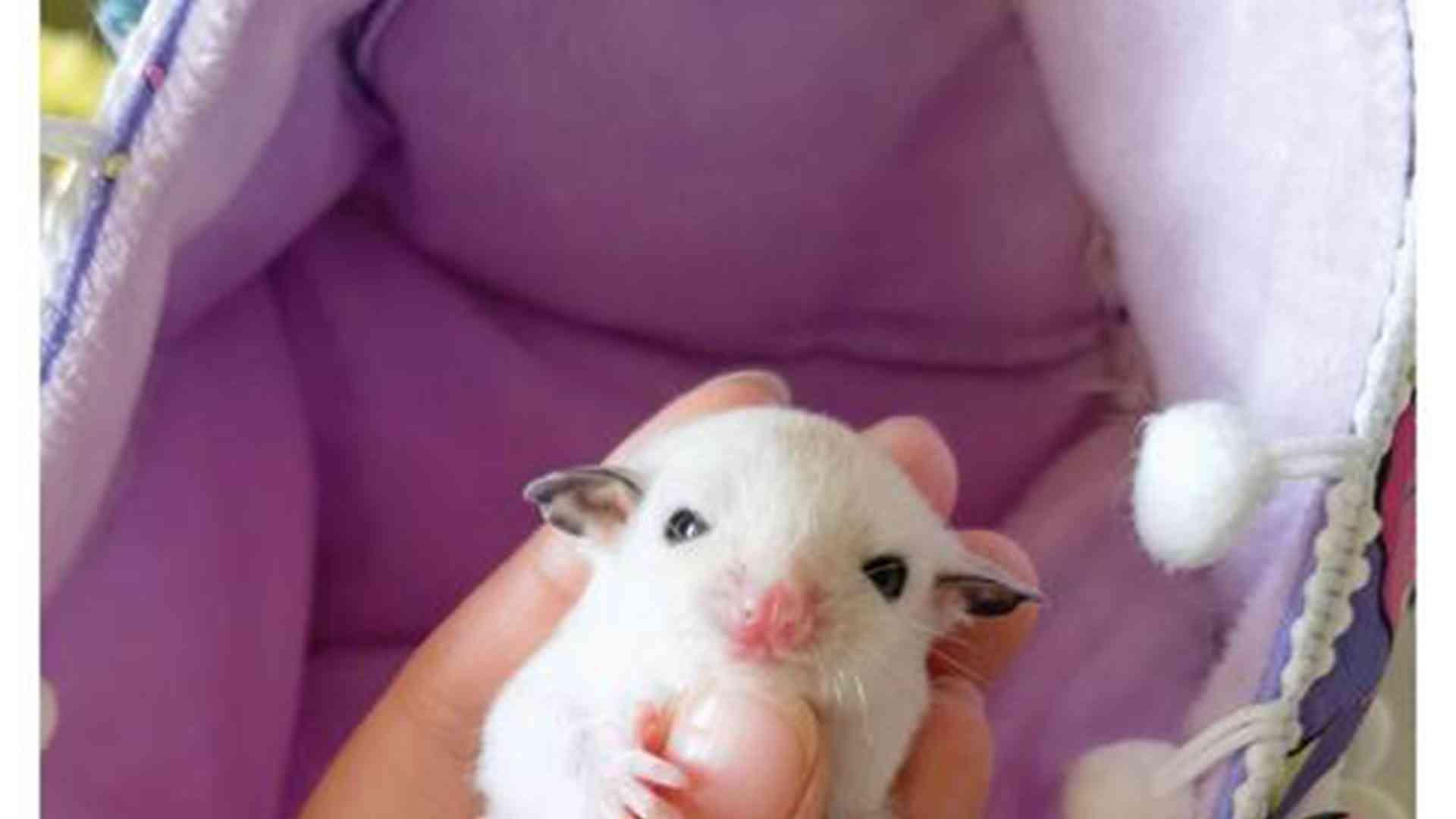 孕期B超影像库，转行必存资料，蜜袋鼯繁育，异常早筛查