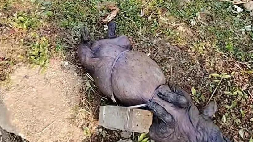 这跟投毒有什么区别？村庄水井内发现绑了石头的死猪，半村人吃这口井的水