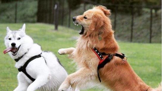 适合新手饲养的高颜值、护主、大型犬排行！你喜欢哪个？