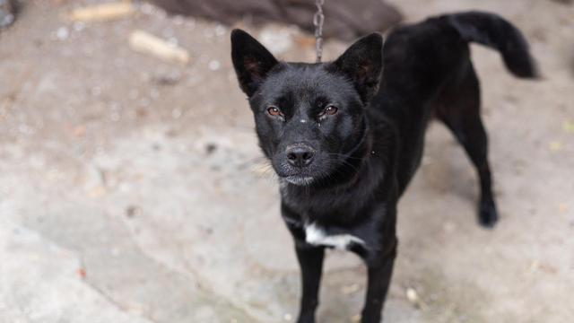 与一只小狗的家庭大战