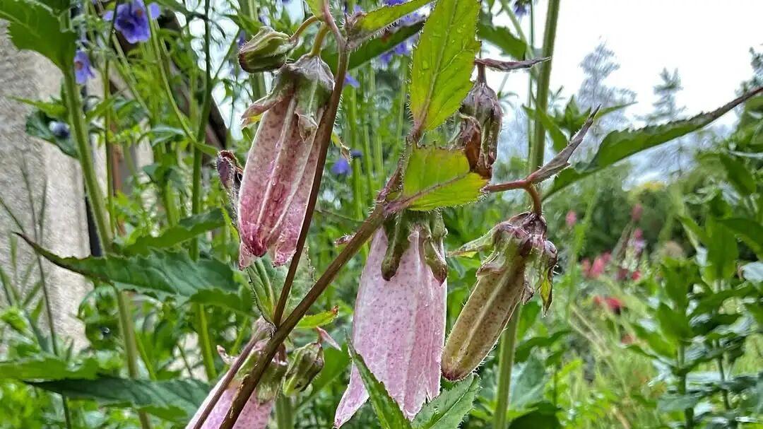 紫斑风铃草适合你那里养么？越冷的地方，它反而养得越好