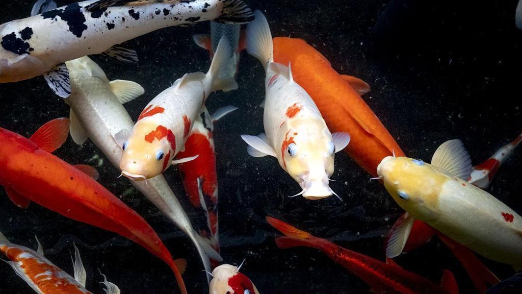 退伍军人传授锦鲤养殖技巧，山区流水育肥三个月，饲料转化效率显著提升