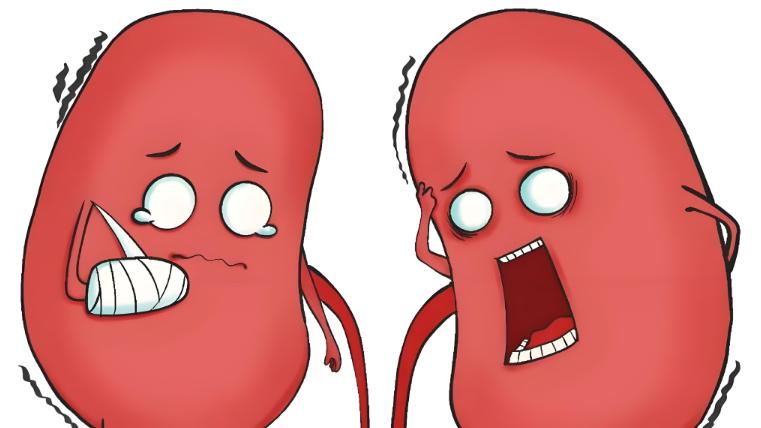 慢性肾病治疗新突破：间充质干细胞外泌体带来新希望