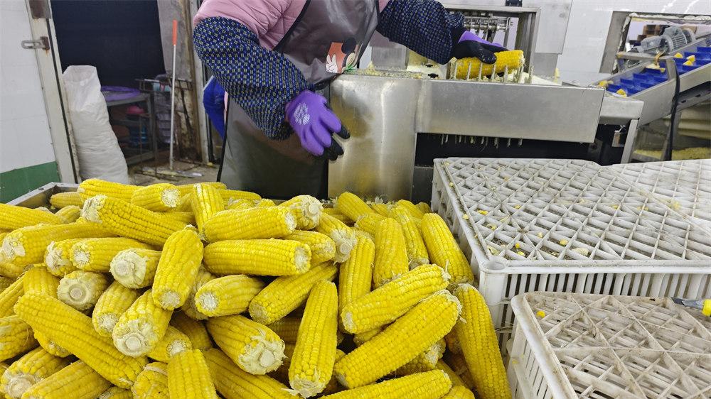 告别锯片切割弊端！新款速冻玉米切段机：平整无损耗，高效加工