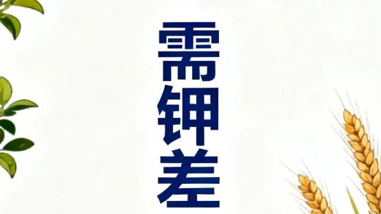 钾肥贵别乱用！3 类作物是 “吃钾大户”