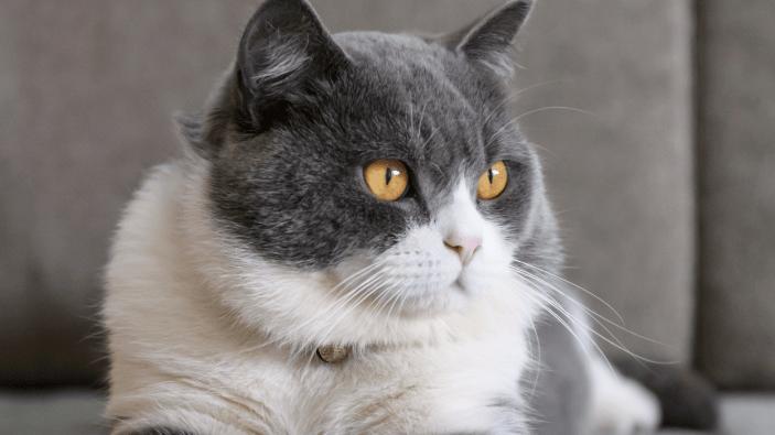 宠物空气净化器哪个牌子好？内行人教你3招避坑，照着买准没错