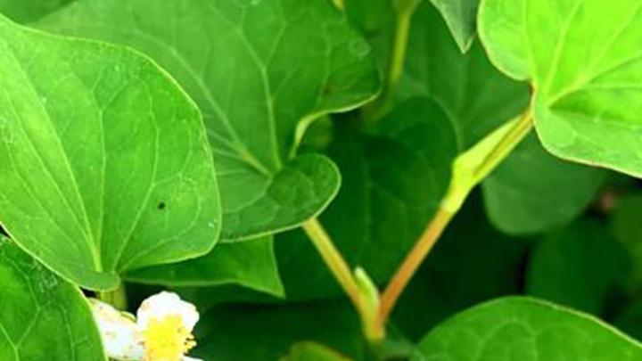 活水水位调控技术，促进匍匐茎健壮生长，广东水田鱼腥草栽培实录