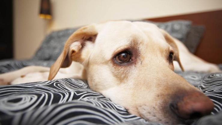 如何判断宠物是否疼痛？这些细微信号别忽视！