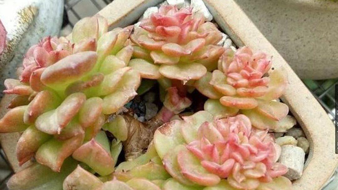 蜡牡丹锦化维持，紫外线灯调控，褪色逆转案例，每日照射时长