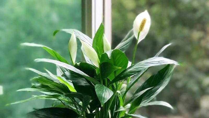 从一帆风顺到希望之光：解读白掌背后的美好寓意