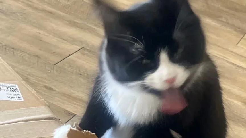 选错猫罐头能“送走”毛孩子！新手买主食猫罐头最容易忽视这几点