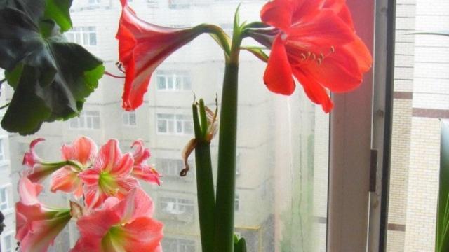 家庭园艺入门：4种花卉种球种植，一年内长爆盆，年年美丽绽放