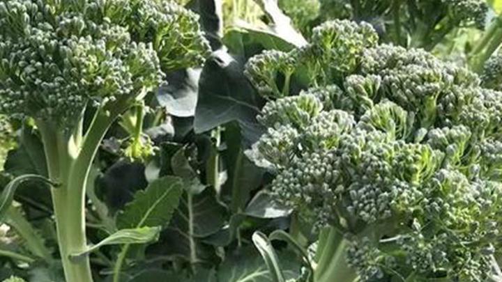 西兰花采收时机把握，成熟度检测技术应用，商品合格率提升策略