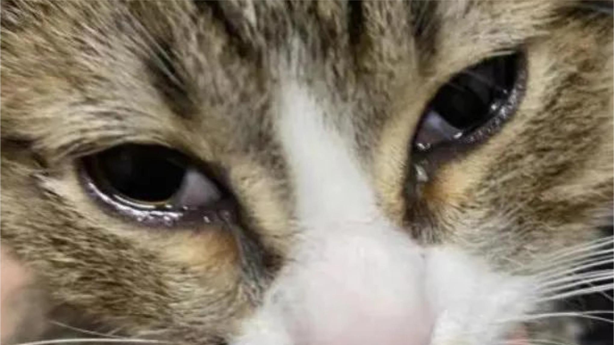 猫为什么会有泪痕？去除猫咪泪痕的有效方法，适合泪痕猫国产猫粮