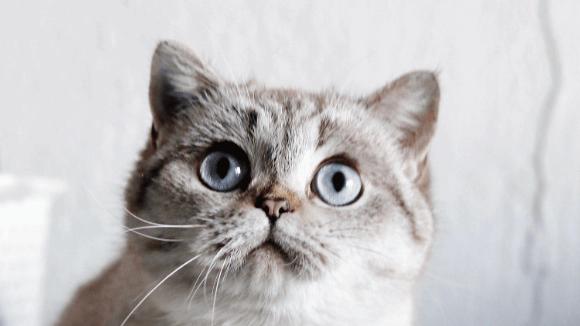 希喂和IAM宠物空气净化器吸猫毛有用吗？3个维度测评到底谁更值！