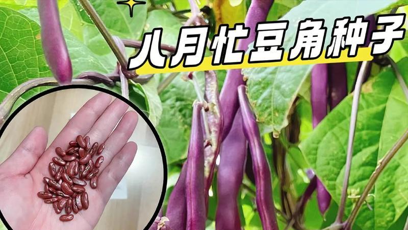 东北人“起外号”，连蔬菜都“没逃过”，网友：别说，还挺形象！