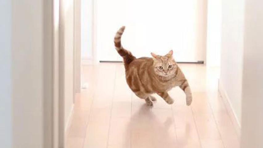怎么训练猫咪晚上不跑酷？