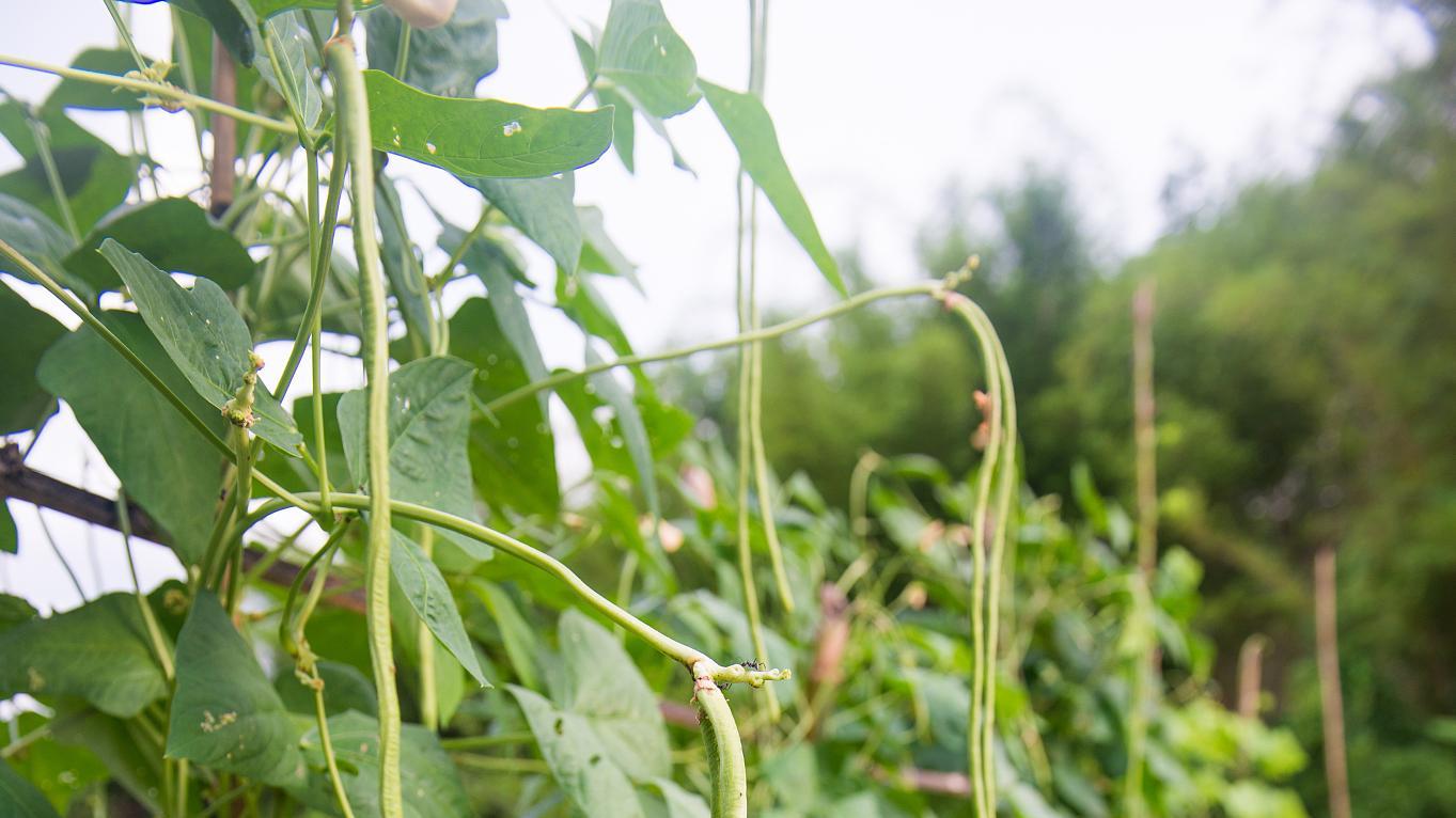 如何实现豆角高产？记住这几个“要与不要”