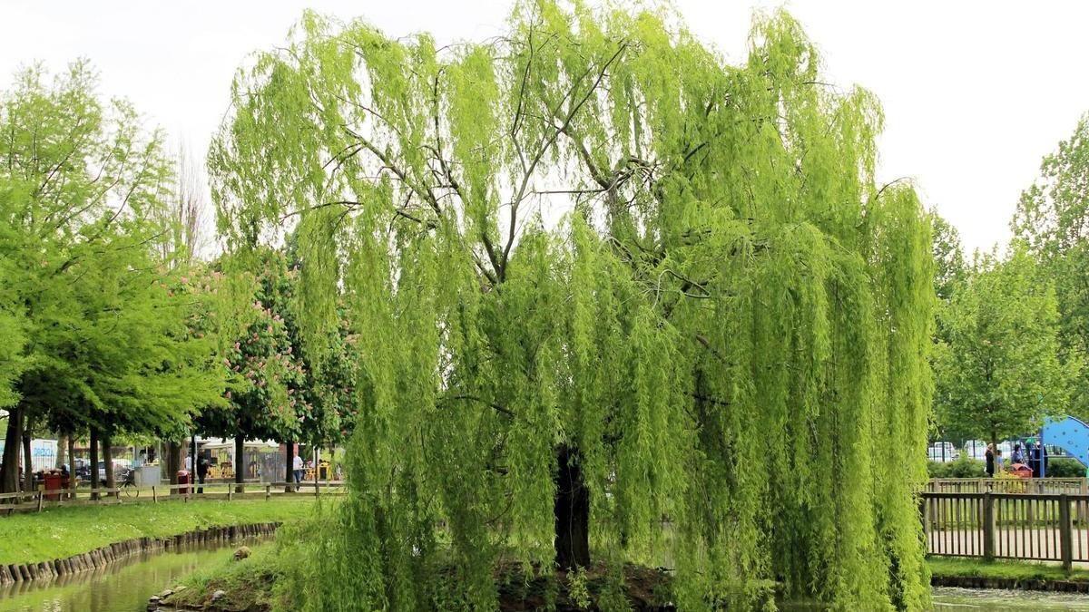 柳树碳纤维应用，吉林生物质材料，抗拉强度，提升30%