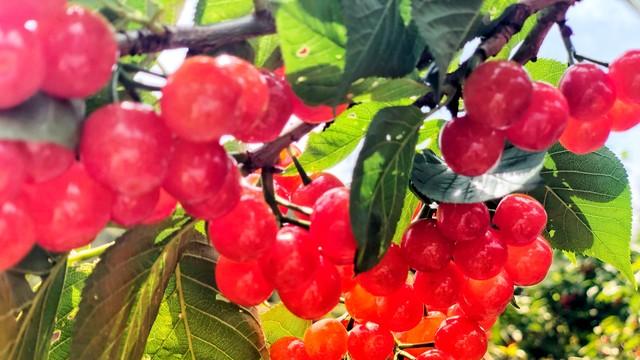 车厘子的15个冷知识：为什么下雨天采摘的车厘子不甜？