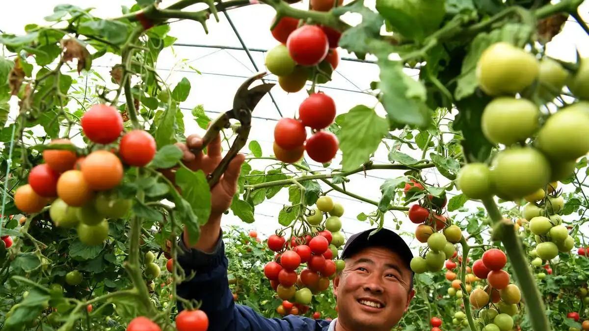 蔬菜种植避坑指南：禁用肥料和农药清单，农户需知