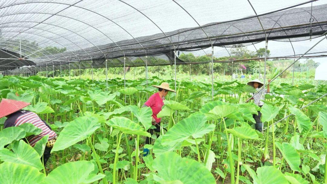 长得跟人一般高的“水果芋荷”，你吃过吗？