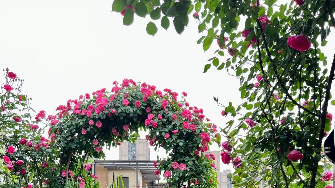 有了露台，节假日你还想外出吗?