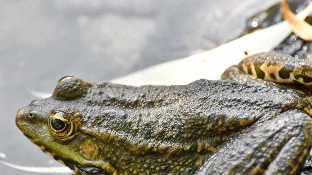 牛蛙幼体培育空间设计，怎样布局合理，促进幼体活动？