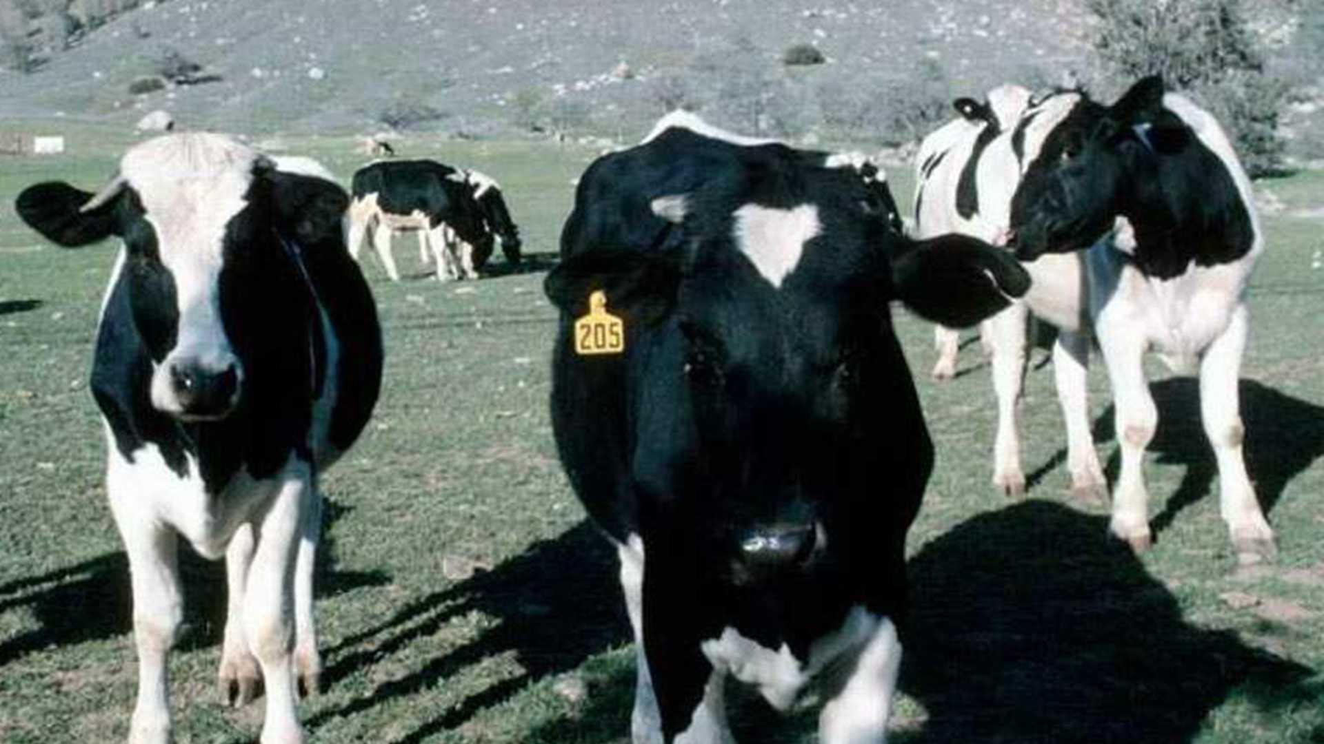 荷斯坦奶牛肢蹄评分法，沙质牧场巡检，月度损伤统计，五年下降2.8成